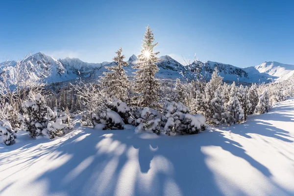 Hiver ensoleillé dans la forêt de montagne — Photo