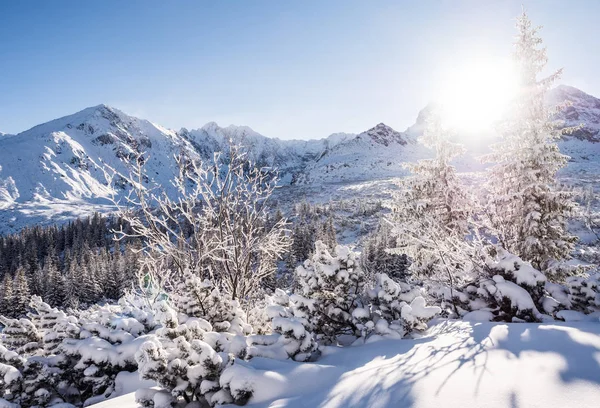 Солнечная зима в горном лесу — стоковое фото