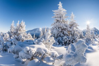 güneşli kışın dağ orman