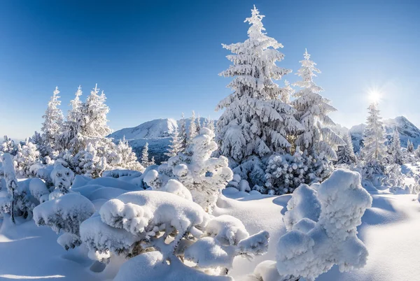 güneşli kışın dağ orman