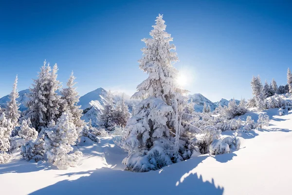 güneşli kışın dağ orman
