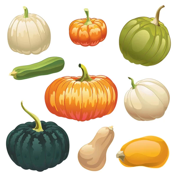 Calabazas y calabazas — Vector de stock