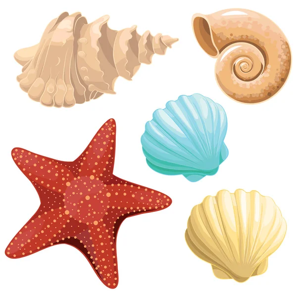 Realistic vector starfish and seashell — Stock Vector