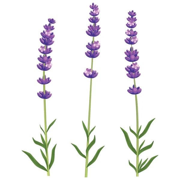 Vector realista lavanda — Vector de stock