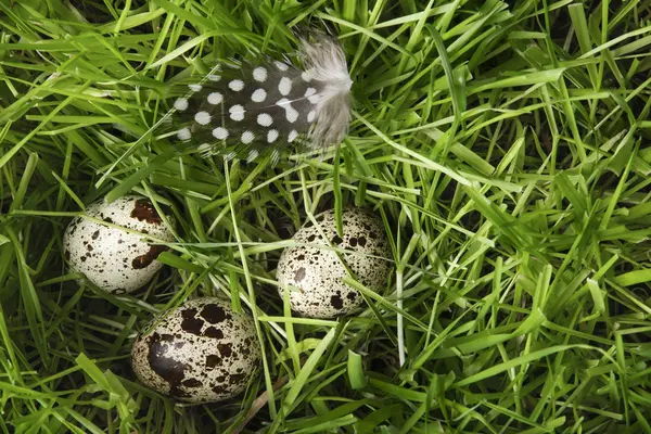 Three small, cute, variegated quail eggs and a feathery speck are hidden in the green grass. Spring holiday mood. Easter. Easter egg hunt. Christian traditions and symbols.