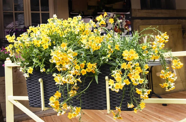 Yellow lobelia in the summer. Flowers in a hanging pot. Decoration of the summer terrace with hanging drawers with yellow flowers. Floristics and decoration with fresh flowers. Summer mood and bright colors