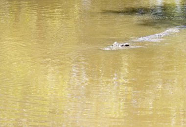 Timsah portre görünümü