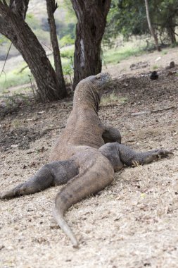 Komodo Dragon fotoğraf