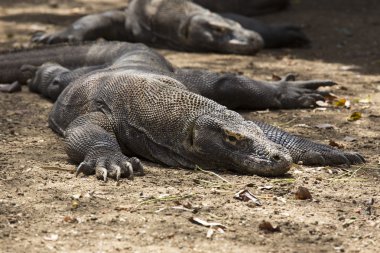 Komodo Dragon fotoğraf