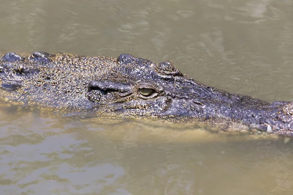 Krokodil portret in Vietnam — Stockfoto