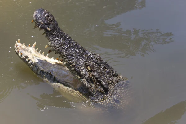 Krokodil portré közelről — Stock Fotó