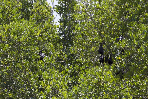 Los murciélagos enormes en el árbol — Foto de Stock