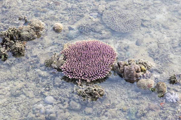 Rafa koralowa w odpływu — Zdjęcie stockowe
