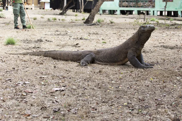 Komodovaraan foto — Stockfoto