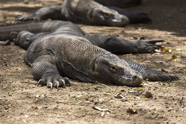 Komodo Dragon photo — Stock fotografie