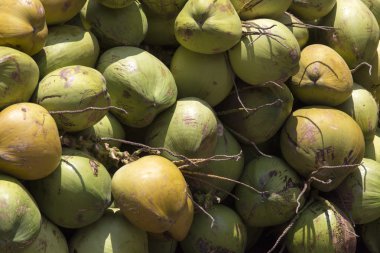 yeşil Hindistan cevizi meyve bir grubu kapat