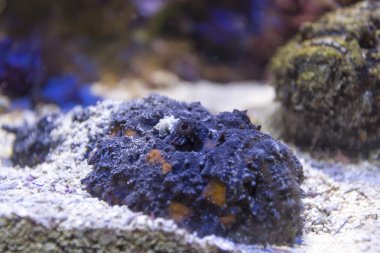 Scorpionfish yakın çekim