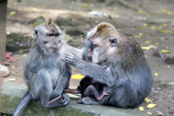 Due scimmie che giocano — Foto Stock