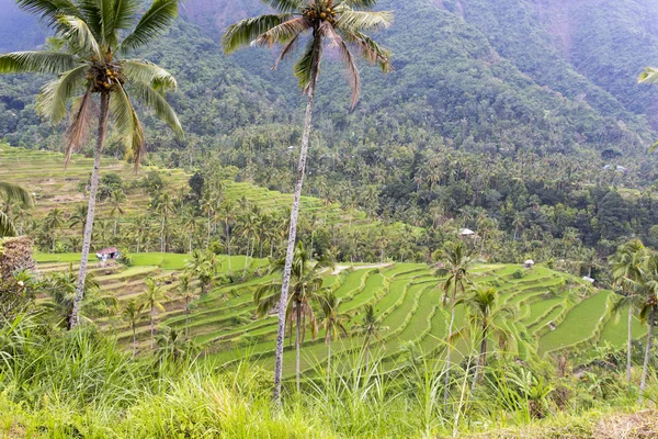 Hermosas terrazas de arroz —  Fotos de Stock