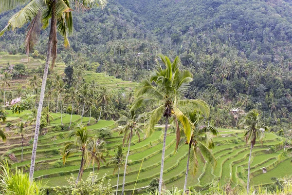 Hermosas terrazas de arroz en Bali —  Fotos de Stock