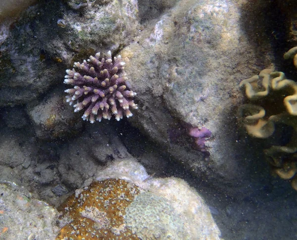 juvenile coral, Acropora