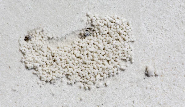 Kleine krab gaten op het zand — Stockfoto