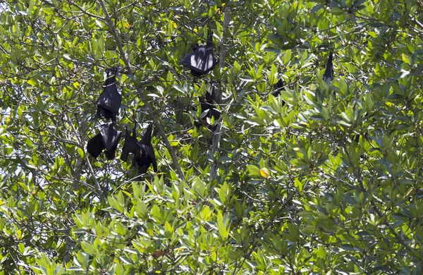 Величезні кажани на дереві — стокове фото