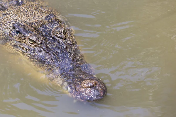 Crocodile portrait view — Stock Photo, Image