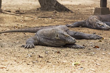 Komodo dragon görünümü