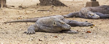 Komodo dragon görünümü