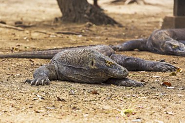 Komodo dragon görünümü