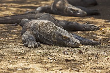 Komodo dragon görünümü