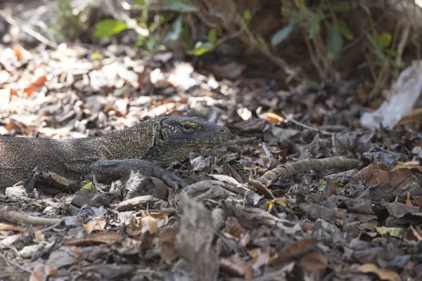 Komodo vue dragon — Photo