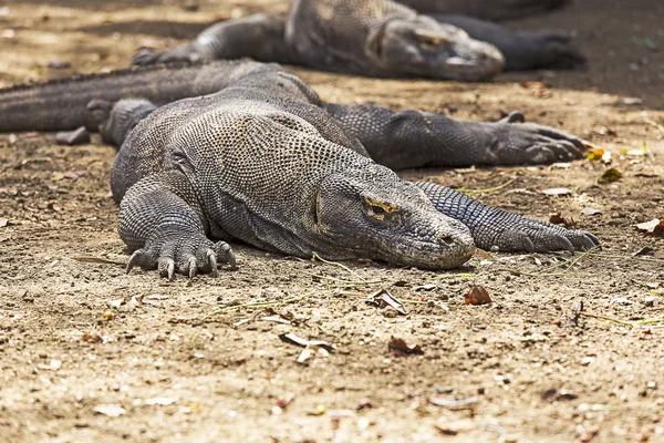 Komodo dragon zobrazení — Stock fotografie