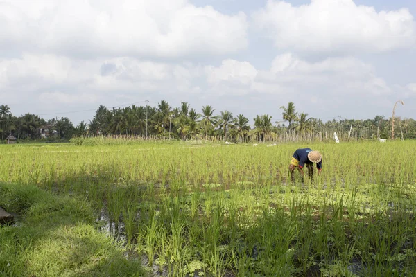 Hombre trabajando en el campo de arroz —  Fotos de Stock