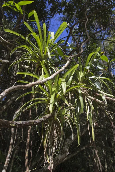 Tillandsia plant gezien in Cuba — Stockfoto