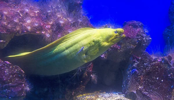 Gröna moray moray — Stockfoto