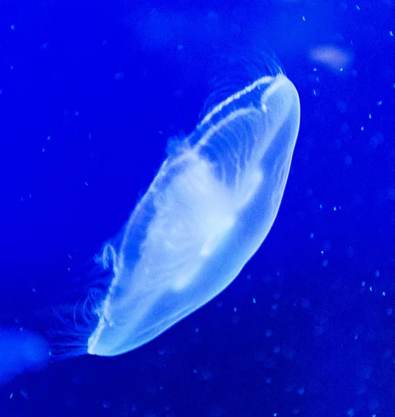 Jellifish v akváriu — Stock fotografie