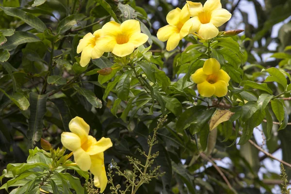Fleurs jaunes avec fond végétal vert — Photo