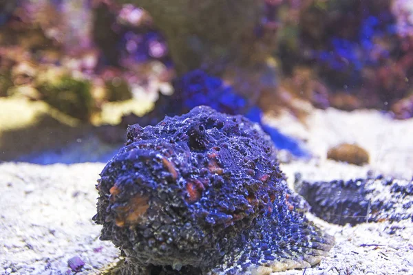 Scorpionfish di terumbu karang — Stok Foto