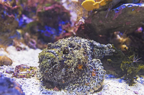 Scorpionfish mercan resif üzerinde — Stok fotoğraf