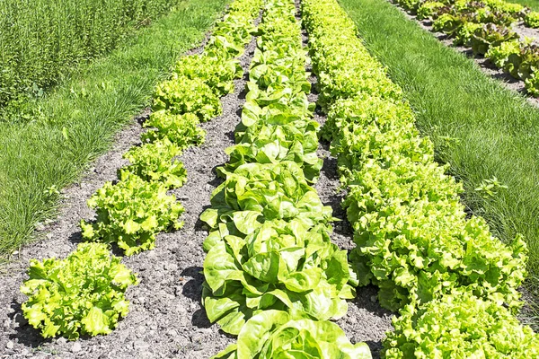 Rangées de laitues fraîches — Photo