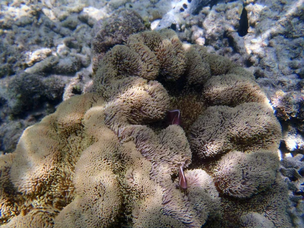 Anemone fish in anemone — Stock Photo, Image