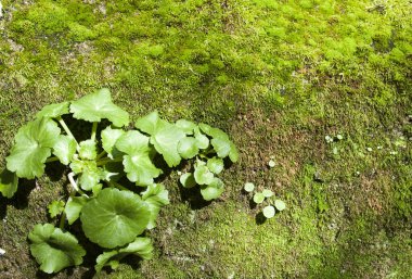 Yukarıdan Misk arka plan