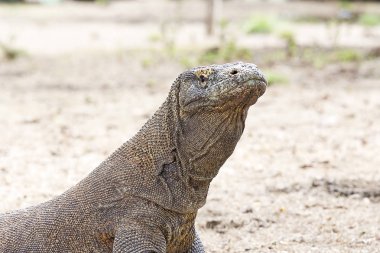Komodo Dragon Komodo Ulusal Parkı içinde