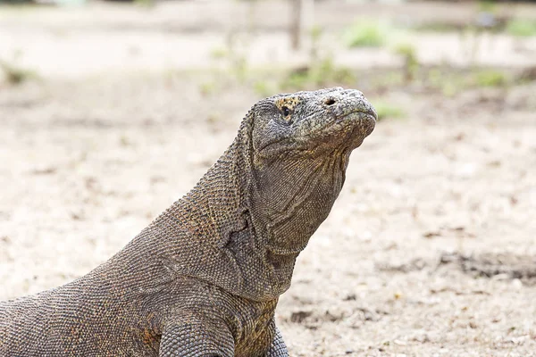 Komodo Dragon Komodo Ulusal Parkı içinde — Stok fotoğraf