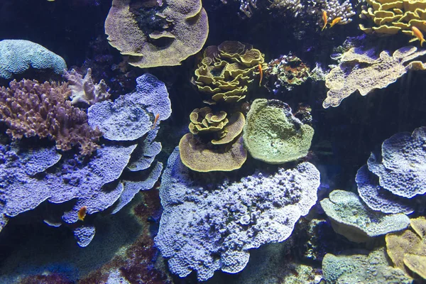 Barriera corallina con coralli morbidi e duri — Foto Stock