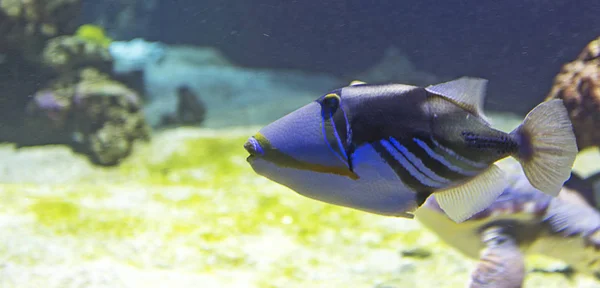 Picasso Triggerfish balık — Stok fotoğraf