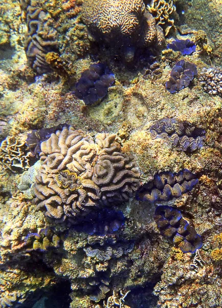 Groep van Giant Clams — Stockfoto