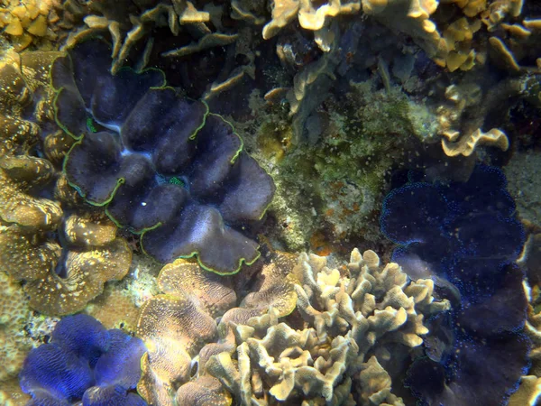 Grupo de Tridacna gigante — Fotografia de Stock